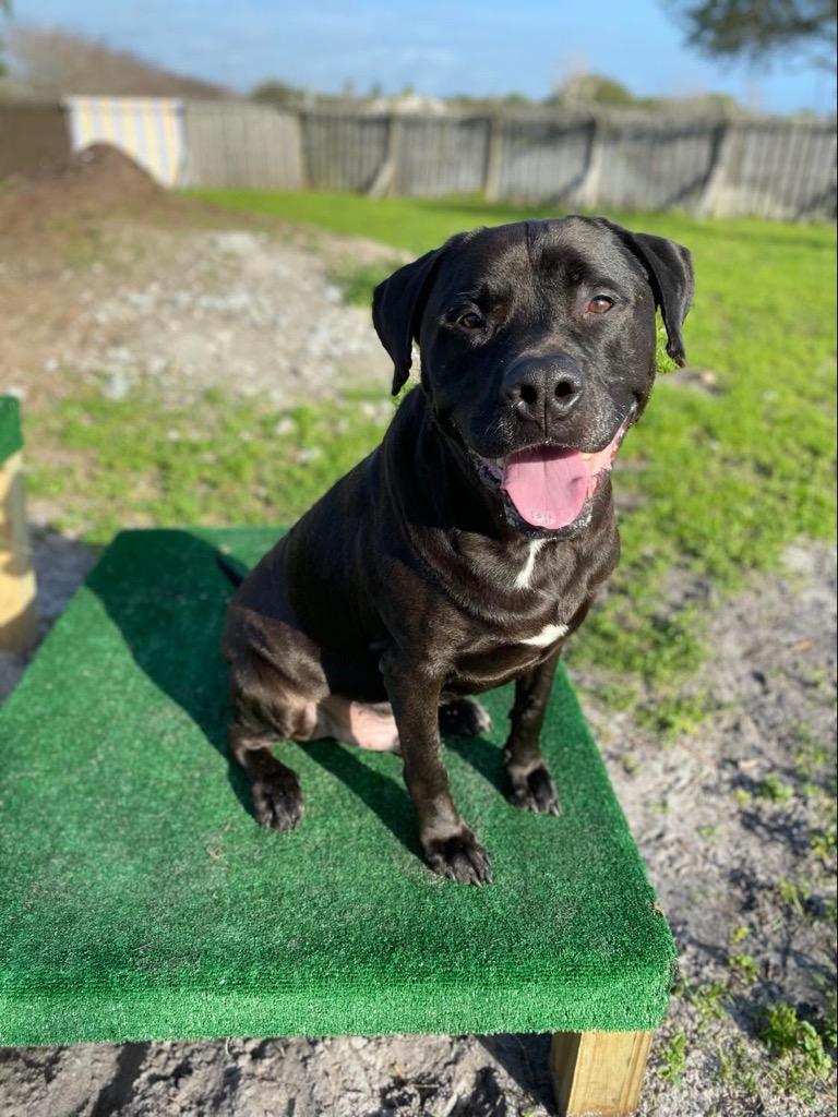 Enlarge Howie, a Adoptable mixed breed in Sebastian, FL image 2/6