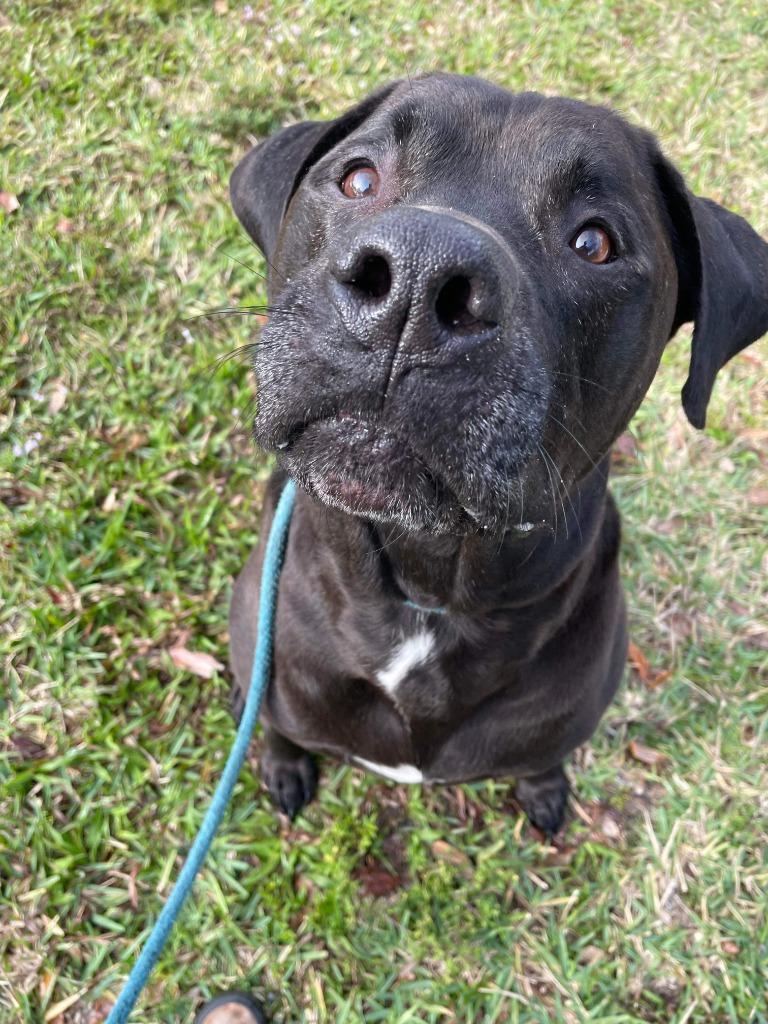 Enlarge Howie, a Adoptable mixed breed in Sebastian, FL image 4/6