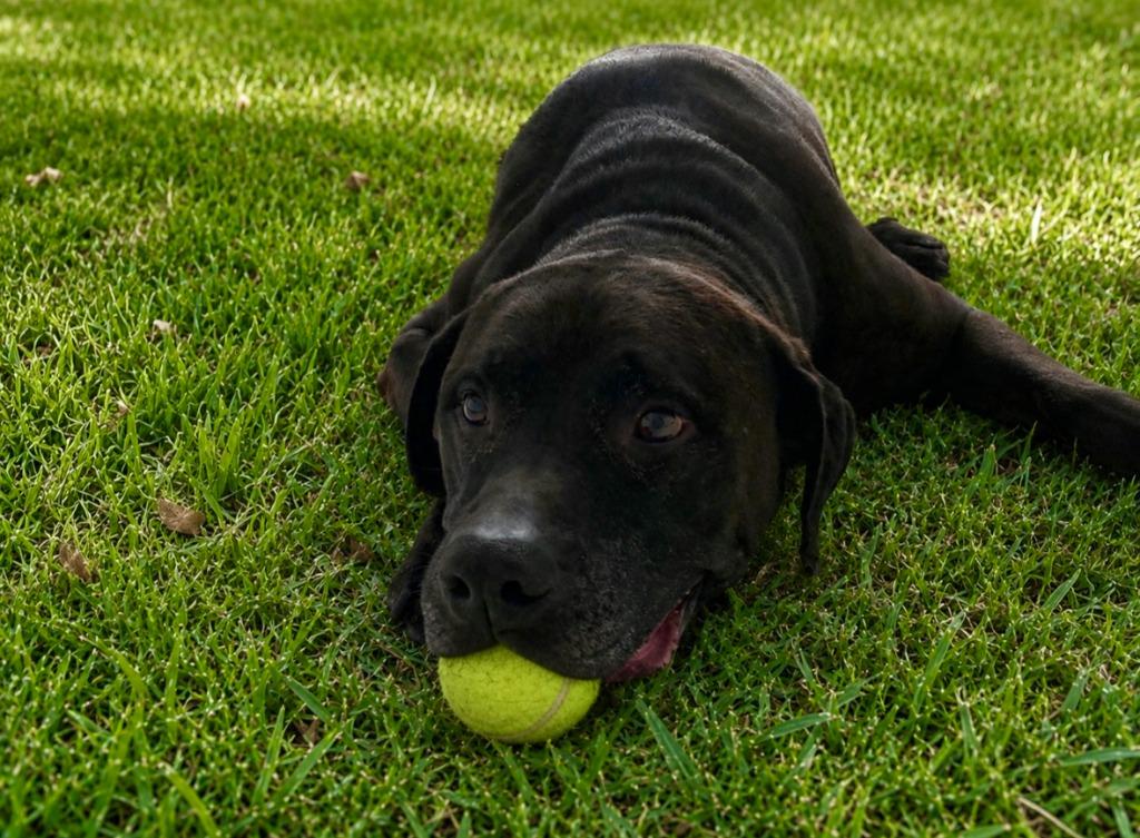 Howie, a Adoptable mixed breed in Sebastian, FL image 4/6