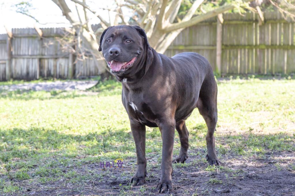 Enlarge Howie, a Adoptable mixed breed in Sebastian, FL image 5/6