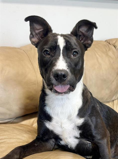 AMARILLO, Adoptable, Young Female Labrador Retriever.