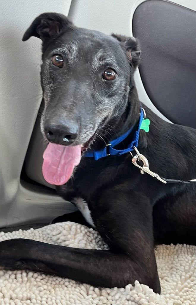 Milo, ADOPTABLE, Adult Male Greyhound.