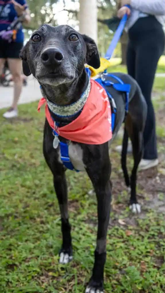 Milo, Adoptable, Adult Male Greyhound.