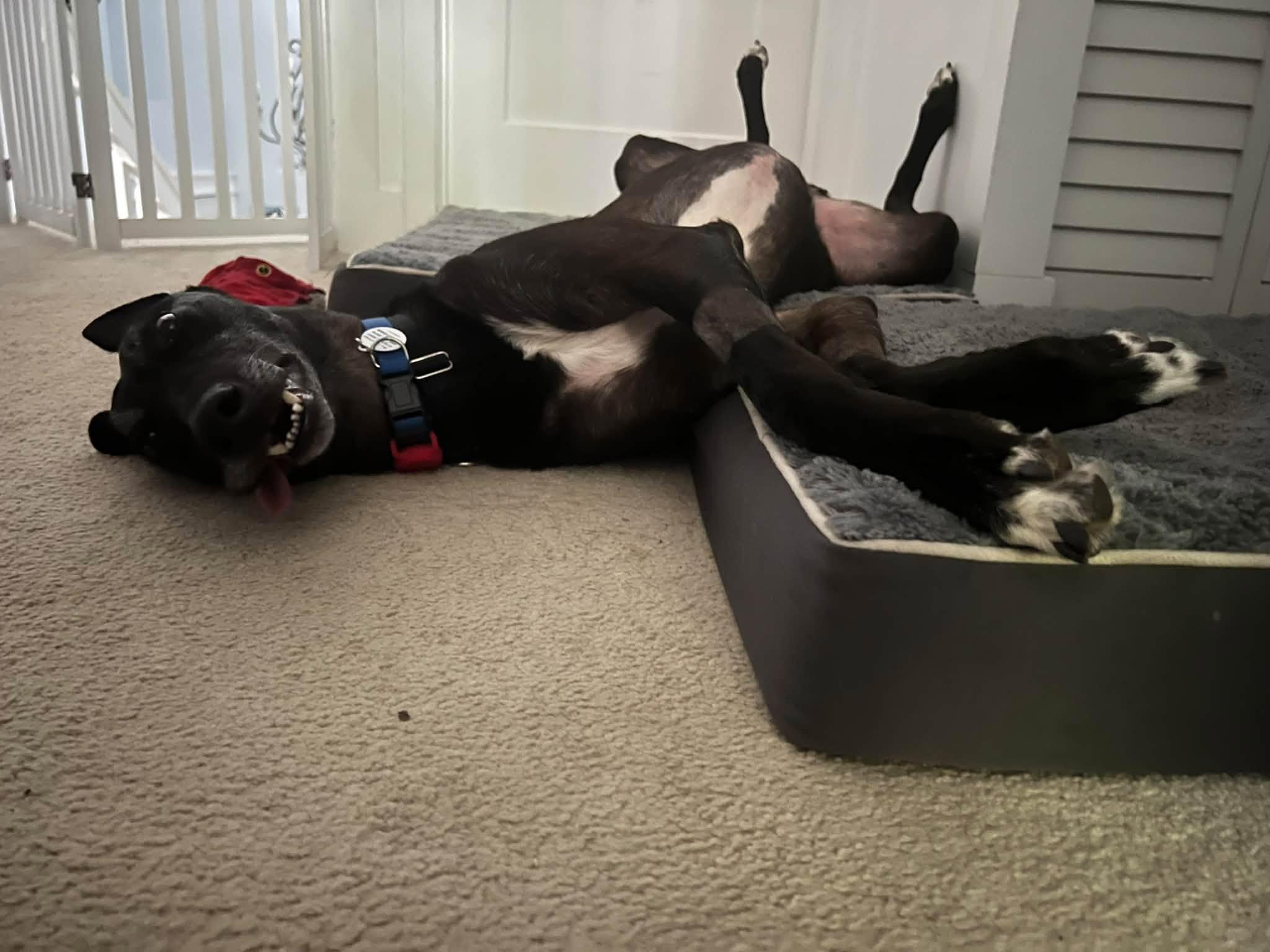 Enlarge Milo, a Adoptable mixed breed in Winter Park, FL image 3/4