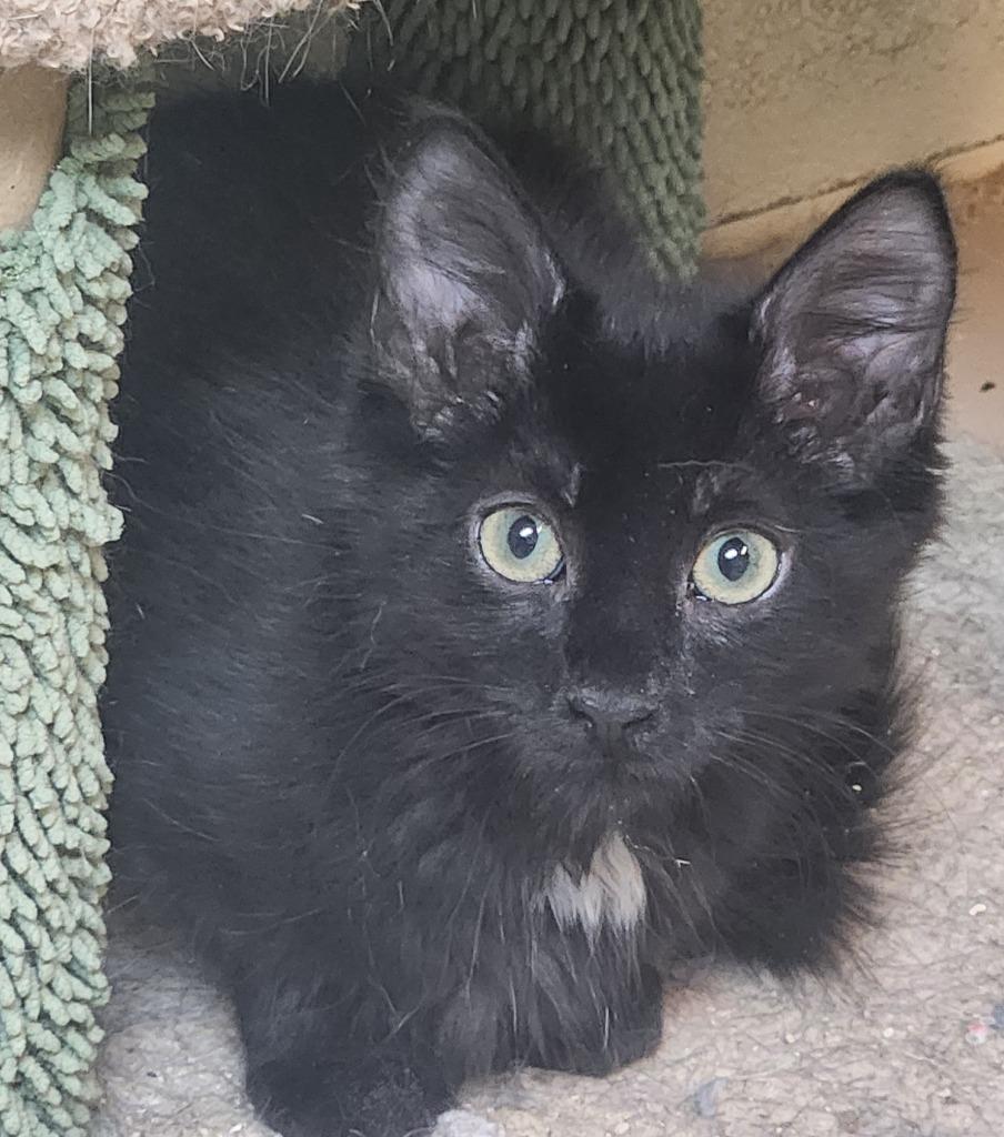 Enlarge Harper, a Adoptable mixed breed in Walnutport, PA image 2/2