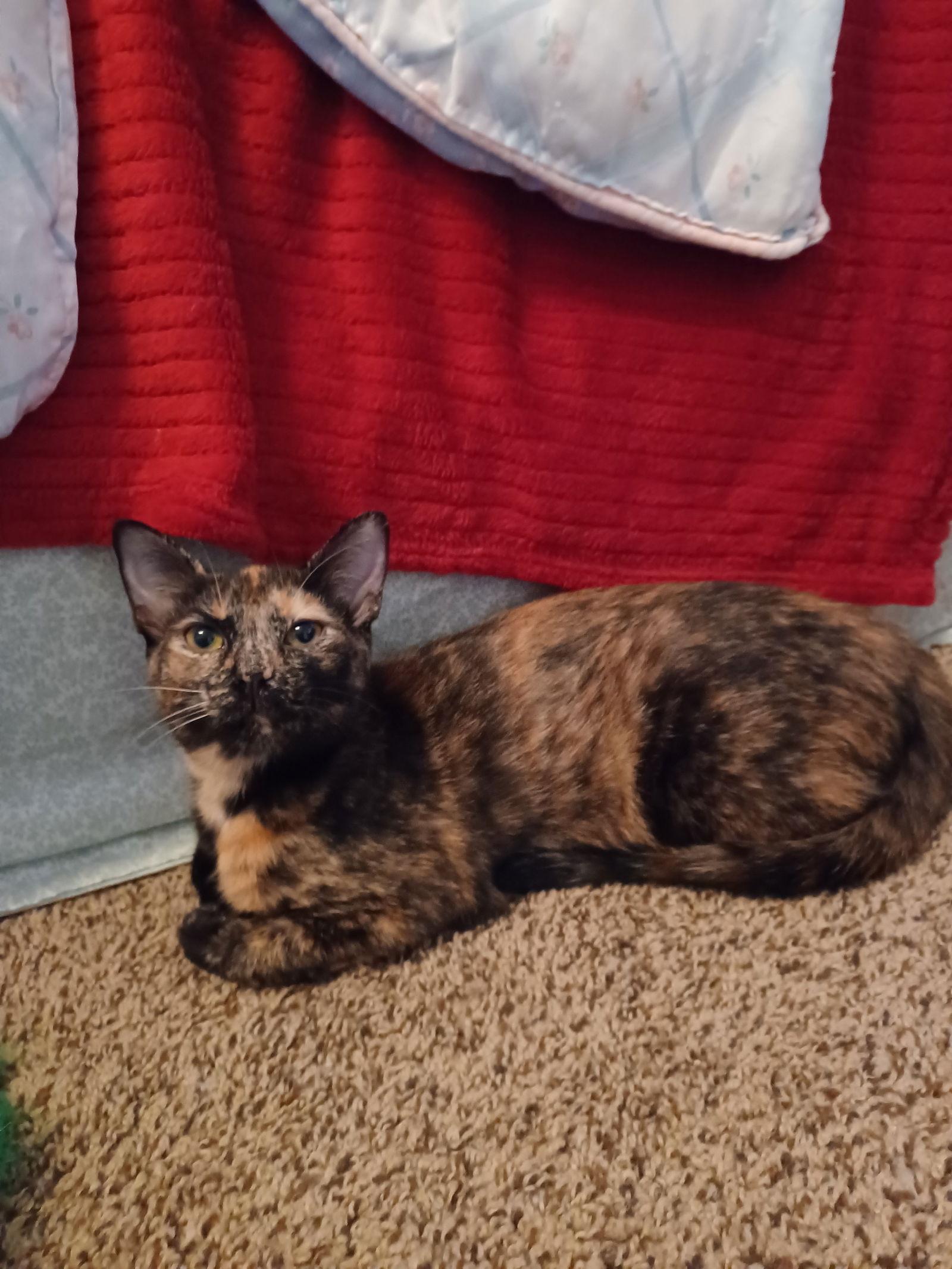 Samantha, Adoptable, Young Female Tortoiseshell & Domestic Short Hair.