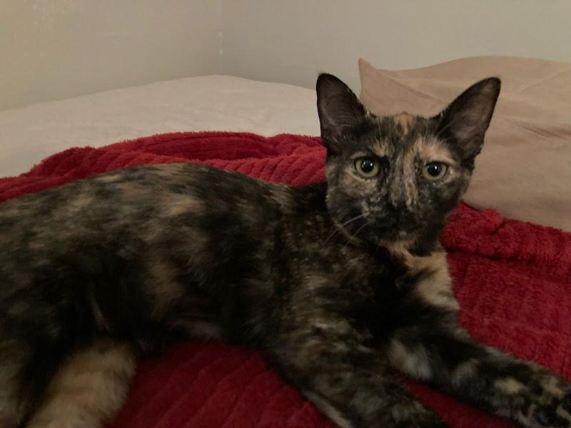 Enlarge Samantha, a Adopted mixed breed in Georgetown, KY image 2/2