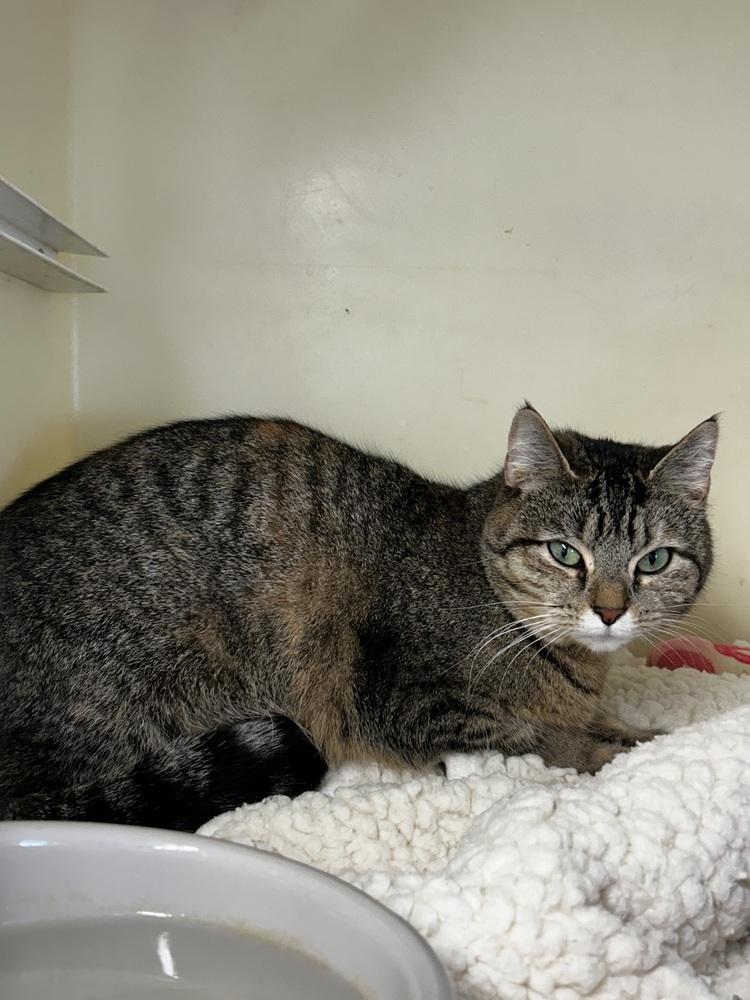 Hippie, Adoptable, Adult Female Domestic Short Hair.