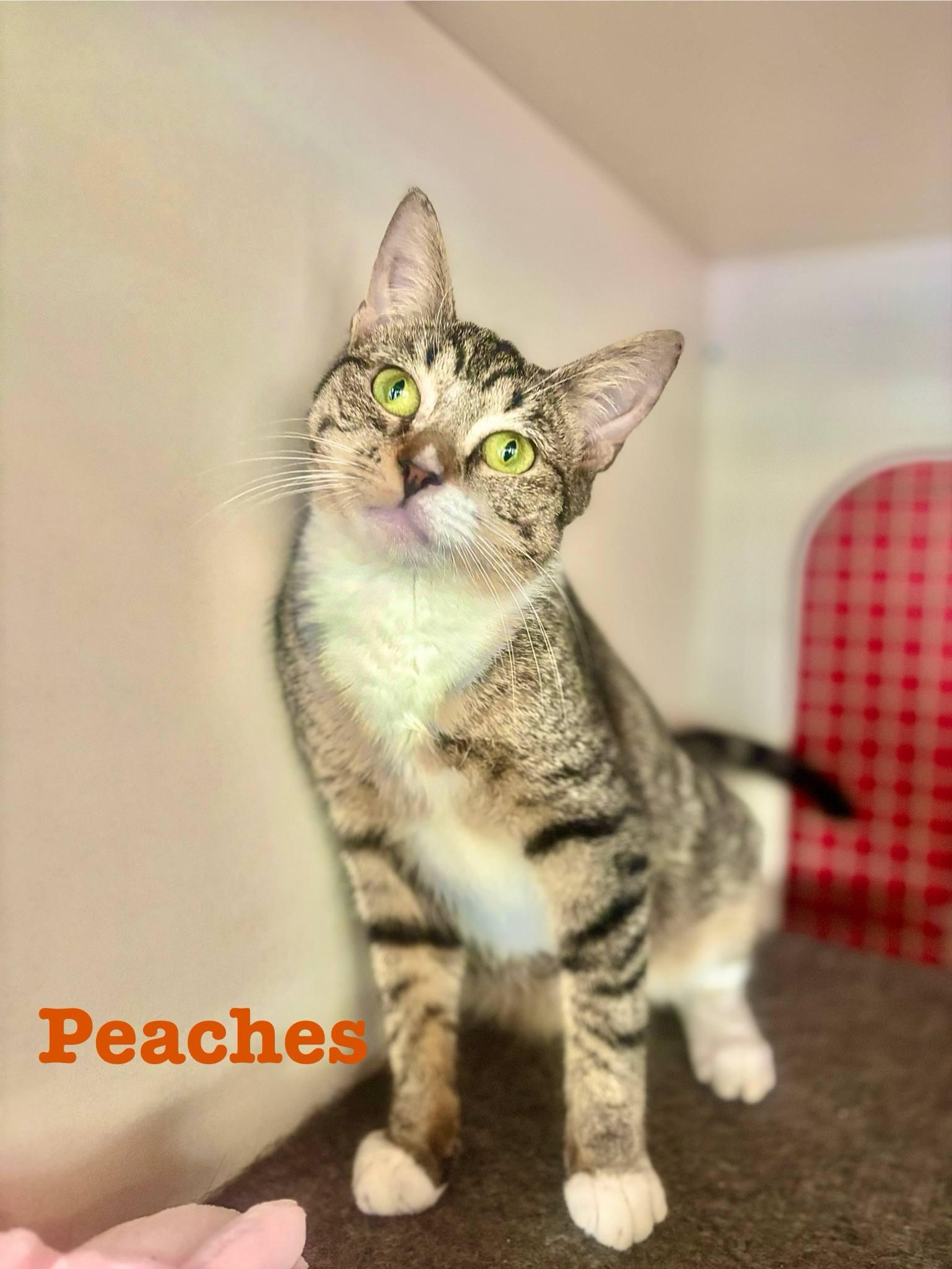 Peaches thumbnail 4