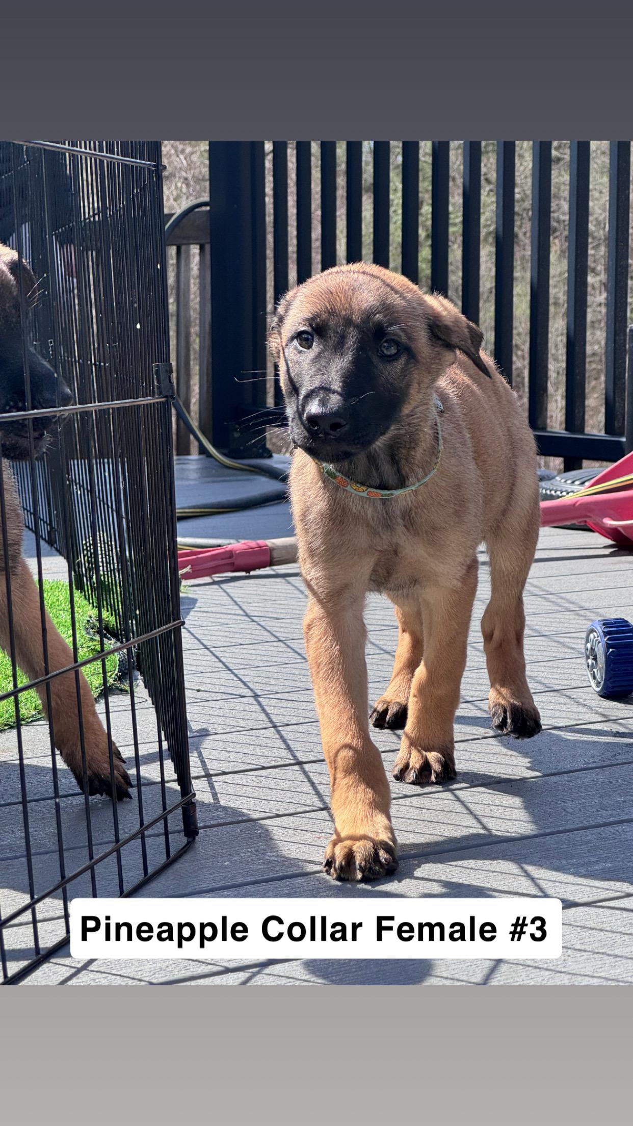 Noodle Litter — 9 puppies available , a ADOPTABLE mixed breed in Duxbury, MA image 2/6