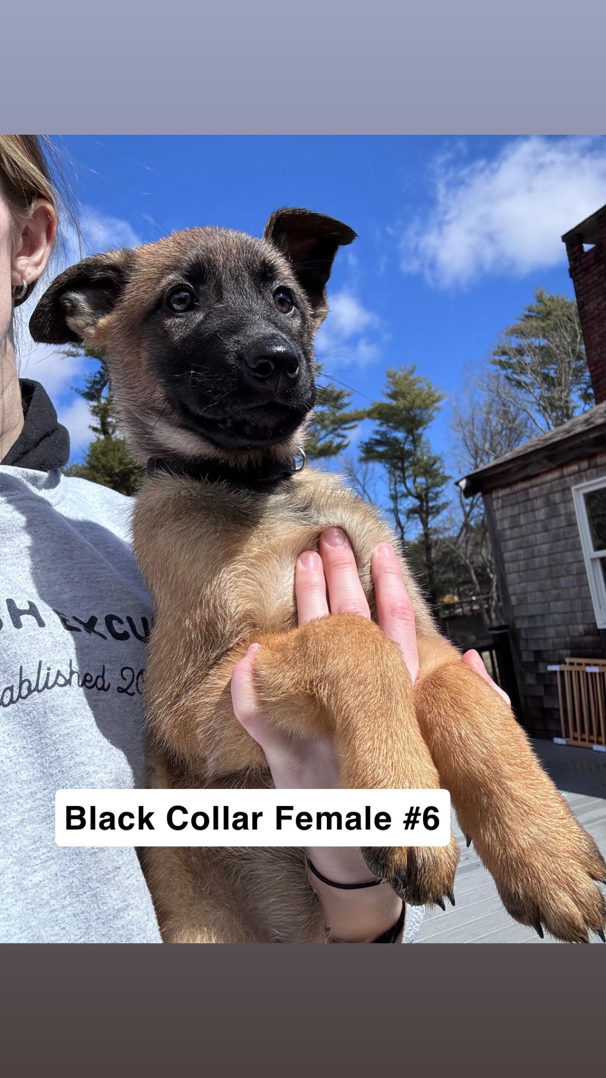 Noodle Litter — 9 puppies available , a ADOPTABLE mixed breed in Duxbury, MA image 5/6