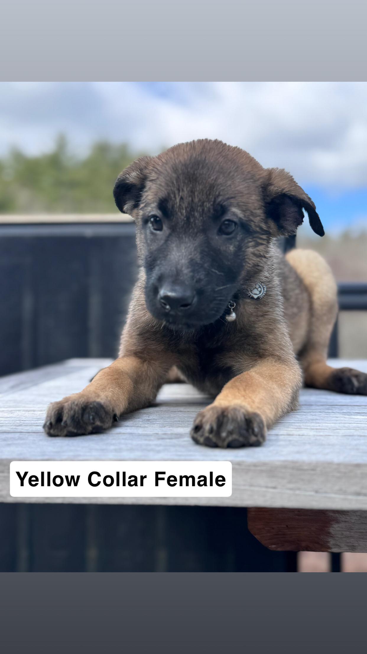 Noodle Litter — 9 puppies available , a ADOPTABLE mixed breed in Duxbury, MA image 3/6