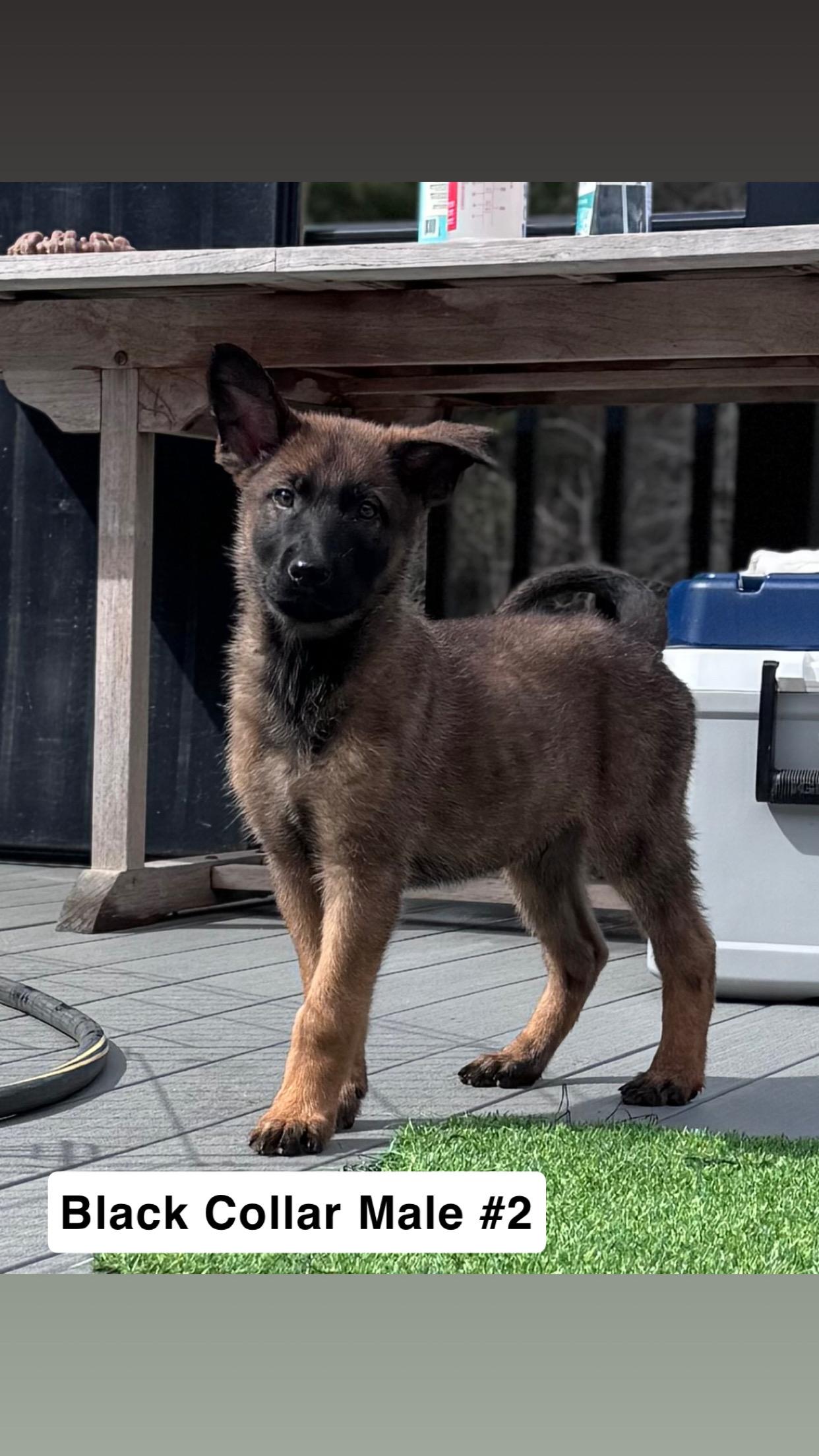 Noodle Litter — 9 puppies available , a ADOPTABLE mixed breed in Duxbury, MA image 6/6