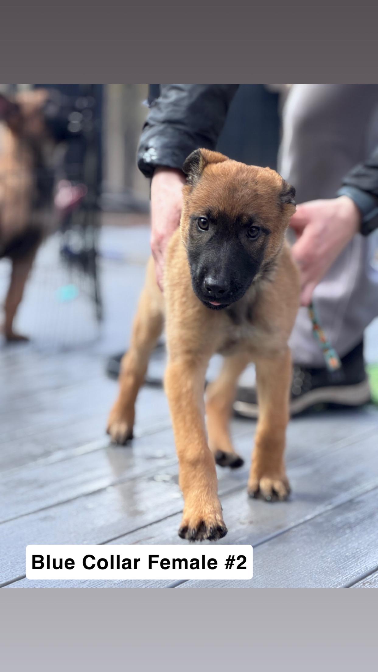 Noodle Litter — 9 puppies available , ADOPTABLE, Puppy Female Belgian Shepherd / Malinois & German Shepherd Dog.