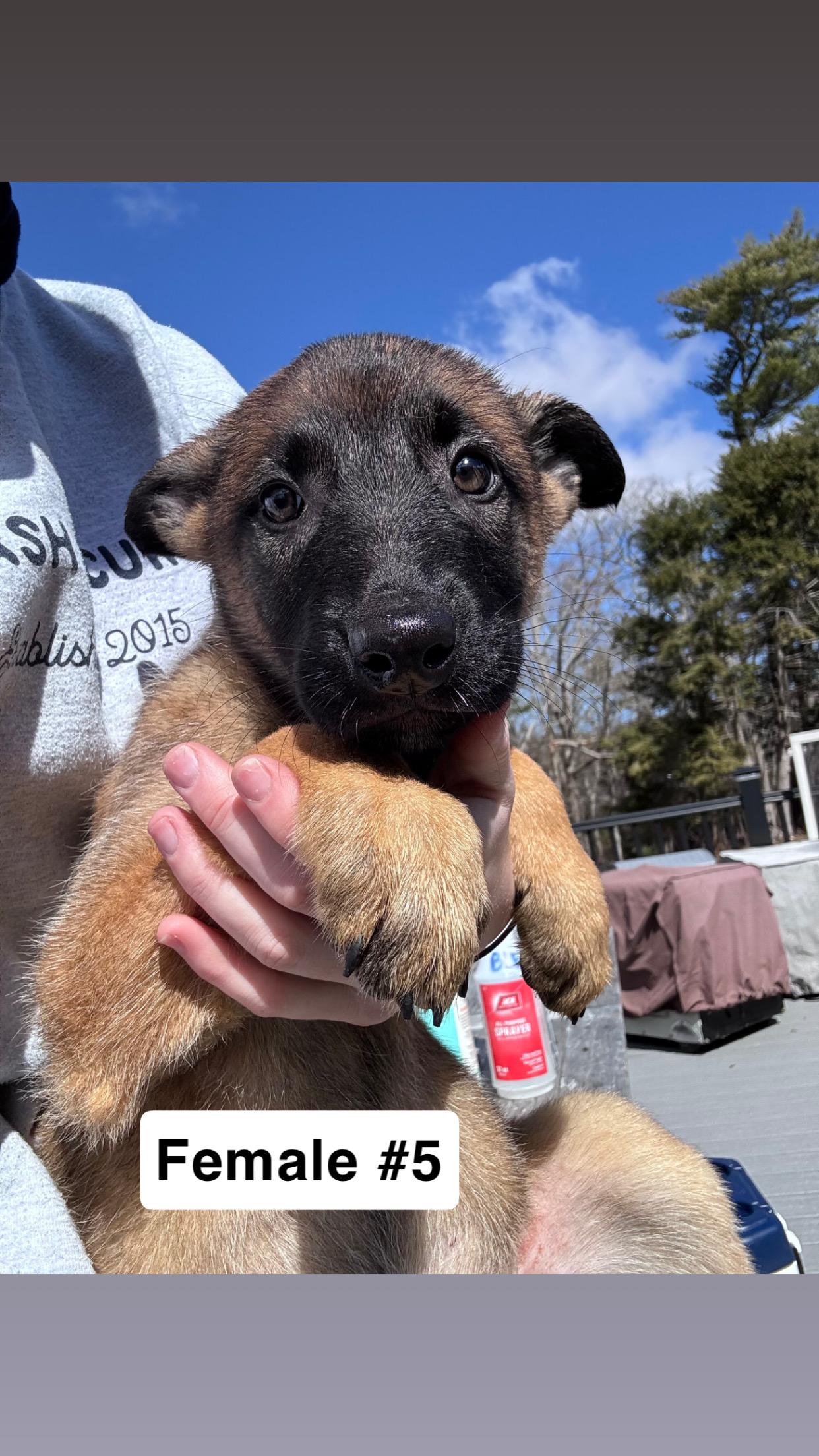 Noodle Litter — 9 puppies available , a ADOPTABLE mixed breed in Duxbury, MA image 4/6