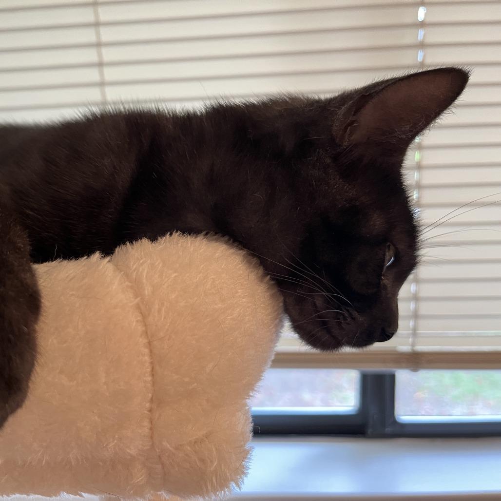 Miss Honey, Adoptable, Young Female Domestic Short Hair.