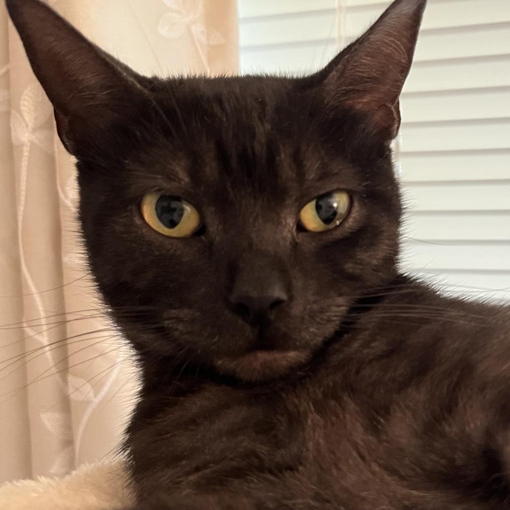 Enlarge Miss Honey, a Adoptable Domestic Short Hair in Santa Rosa, CA image 2/5