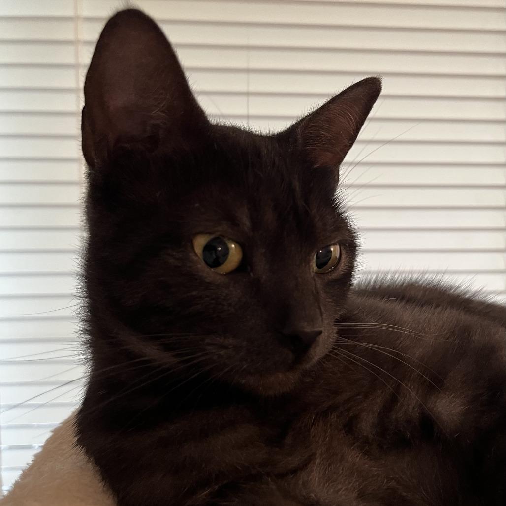 Enlarge Miss Honey, a Adoptable Domestic Short Hair in Santa Rosa, CA image 3/5