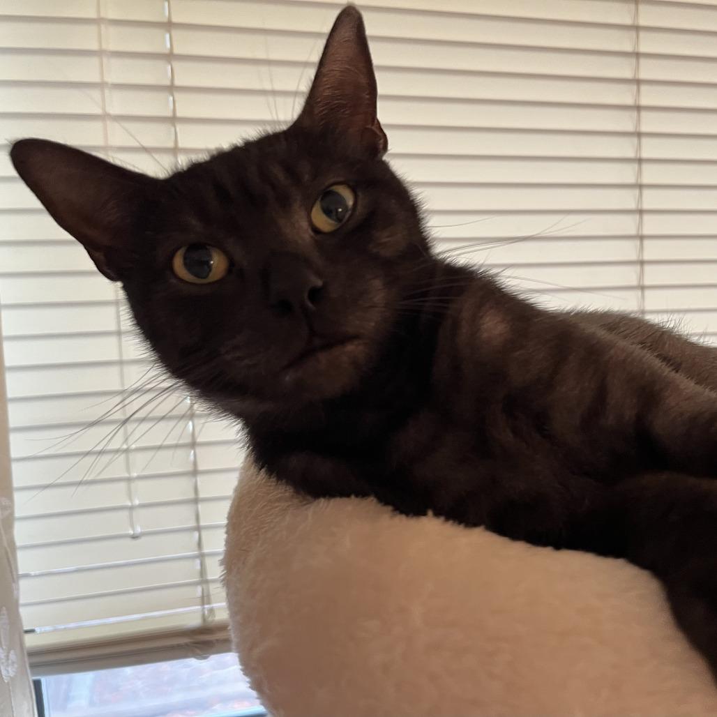 Enlarge Miss Honey, a Adoptable Domestic Short Hair in Santa Rosa, CA image 4/5