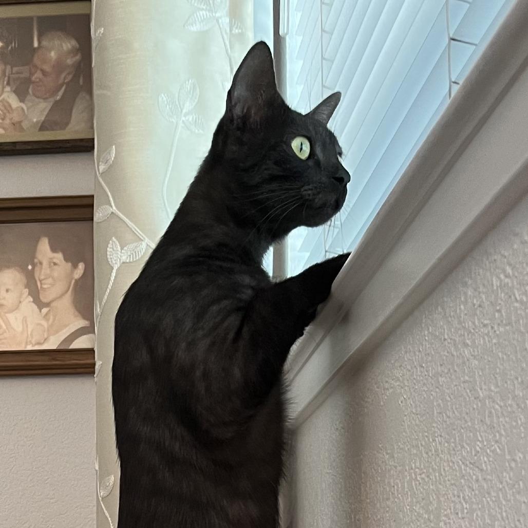 Enlarge Miss Honey, a Adoptable Domestic Short Hair in Santa Rosa, CA image 5/5