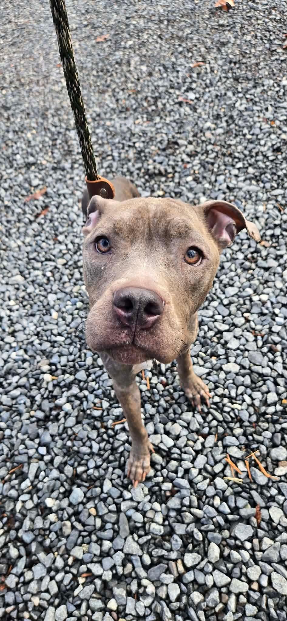 Enlarge Elaine, a ADOPTABLE mixed breed in Jackson , NJ image 1/2