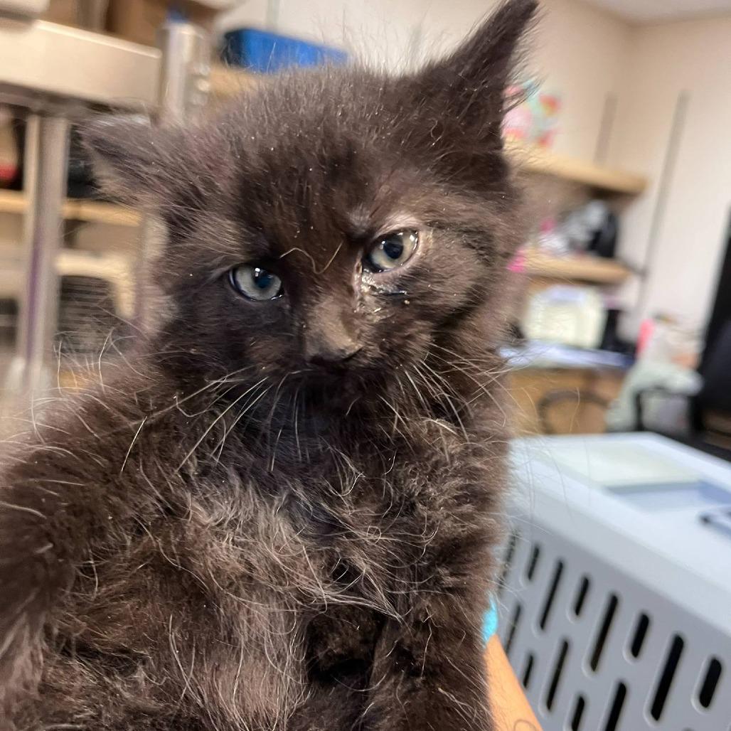 Enlarge Trapezium, a Adoptable Domestic Short Hair in Reno, NV image 1/1