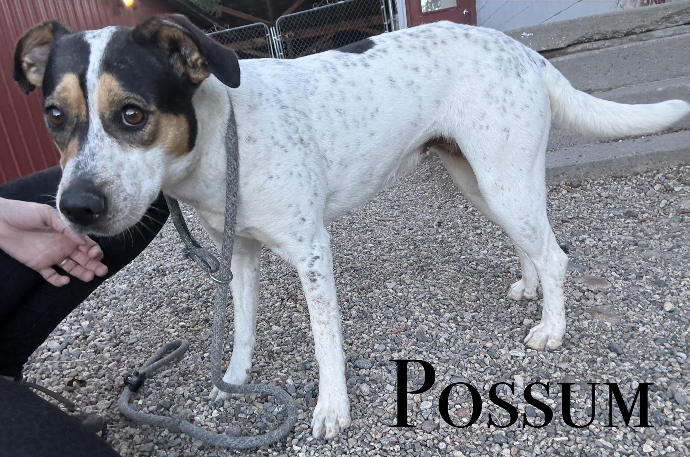 Possum, ADOPTABLE, Adult Female Australian Cattle Dog / Blue Heeler.