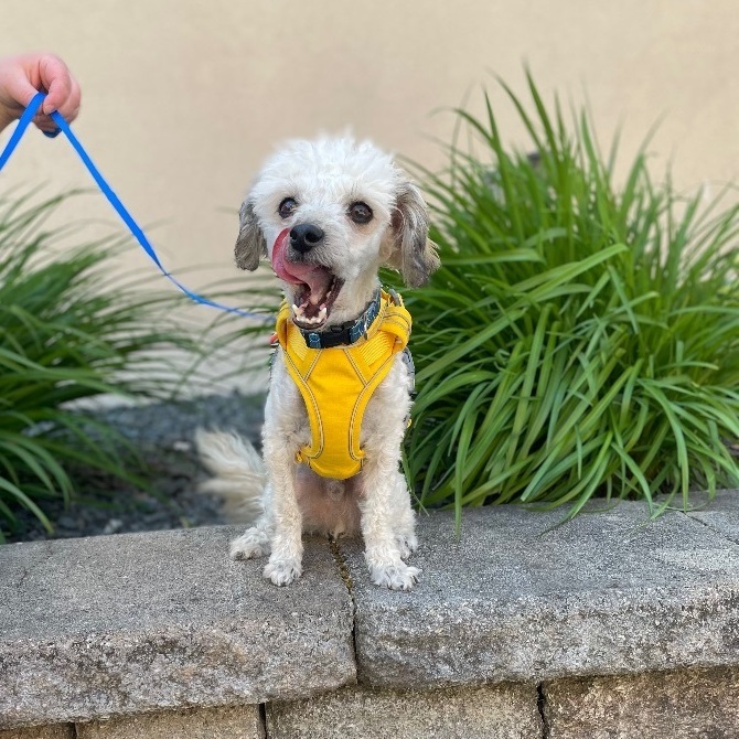 Teddy, Adopted, Adult Male Maltipoo.