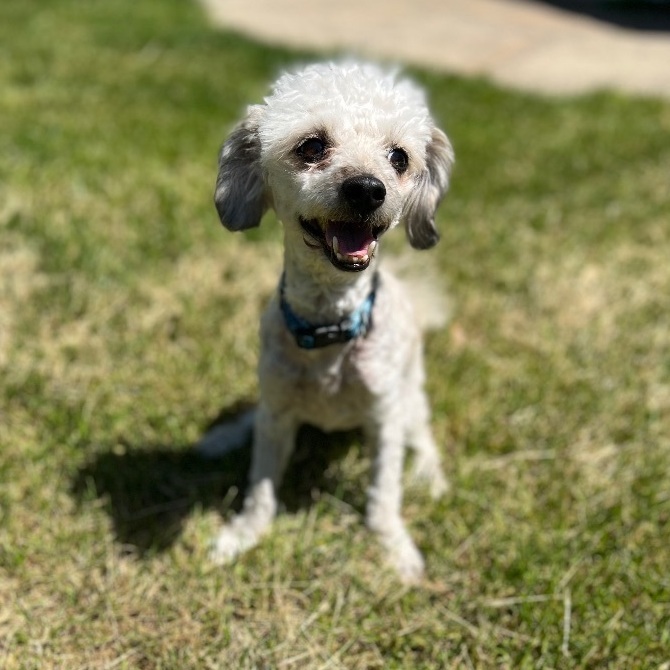 Enlarge Teddy, a Adopted mixed breed in Hartland, MI image 2/5