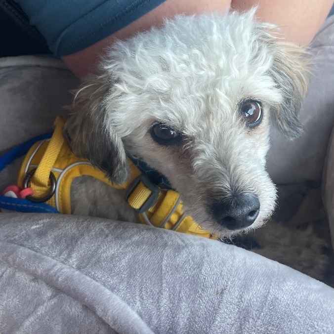 Enlarge Teddy, a Adopted mixed breed in Hartland, MI image 3/5