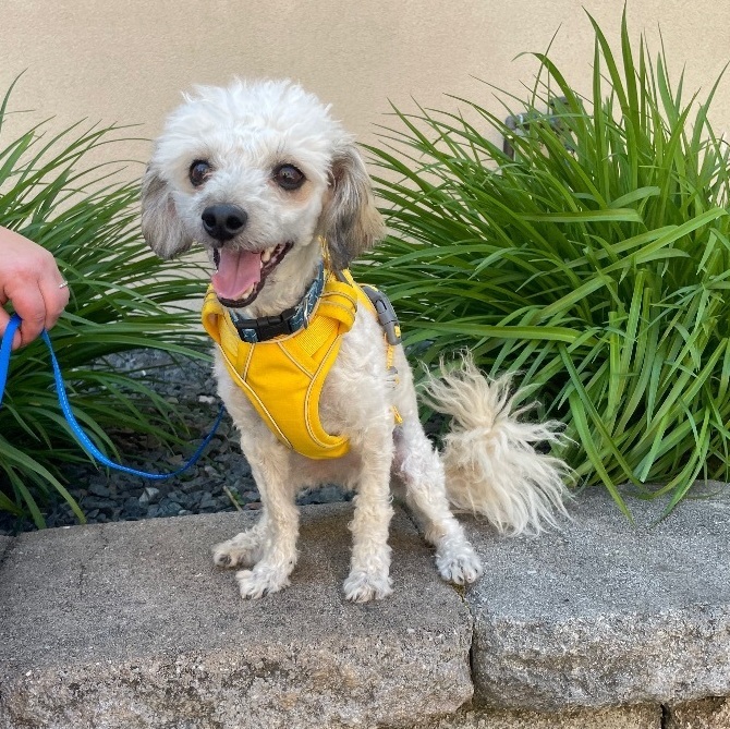 Enlarge Teddy, a Adopted mixed breed in Hartland, MI image 4/5