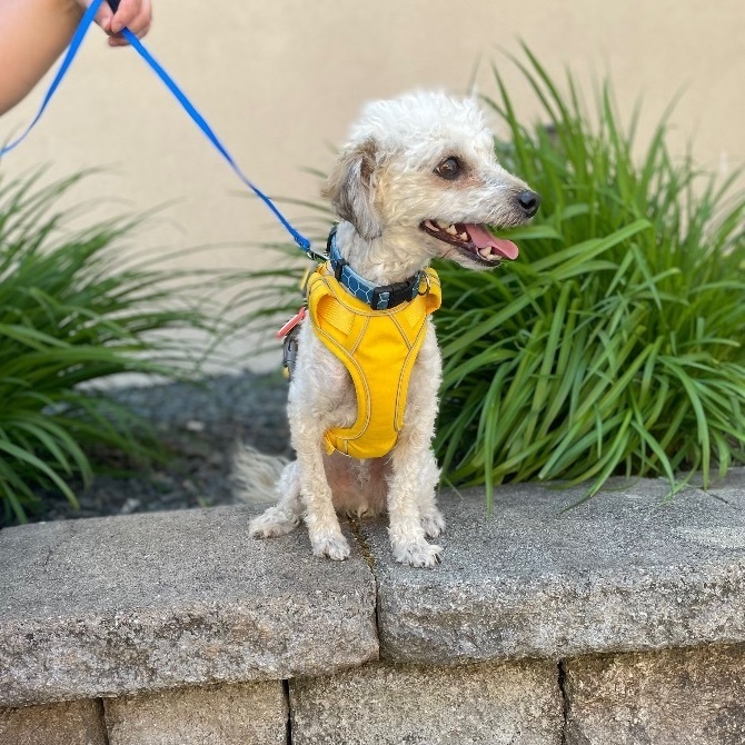 Enlarge Teddy, a Adopted mixed breed in Hartland, MI image 5/5