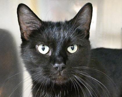 Dahlia, Adoptable, Adult Female Domestic Short Hair.