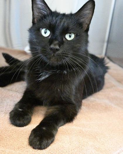 Dahlia, a Adoptable Domestic Short Hair in West Seneca, NY image 2/3