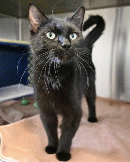 Dahlia, a Adoptable Domestic Short Hair in West Seneca, NY image 3/3