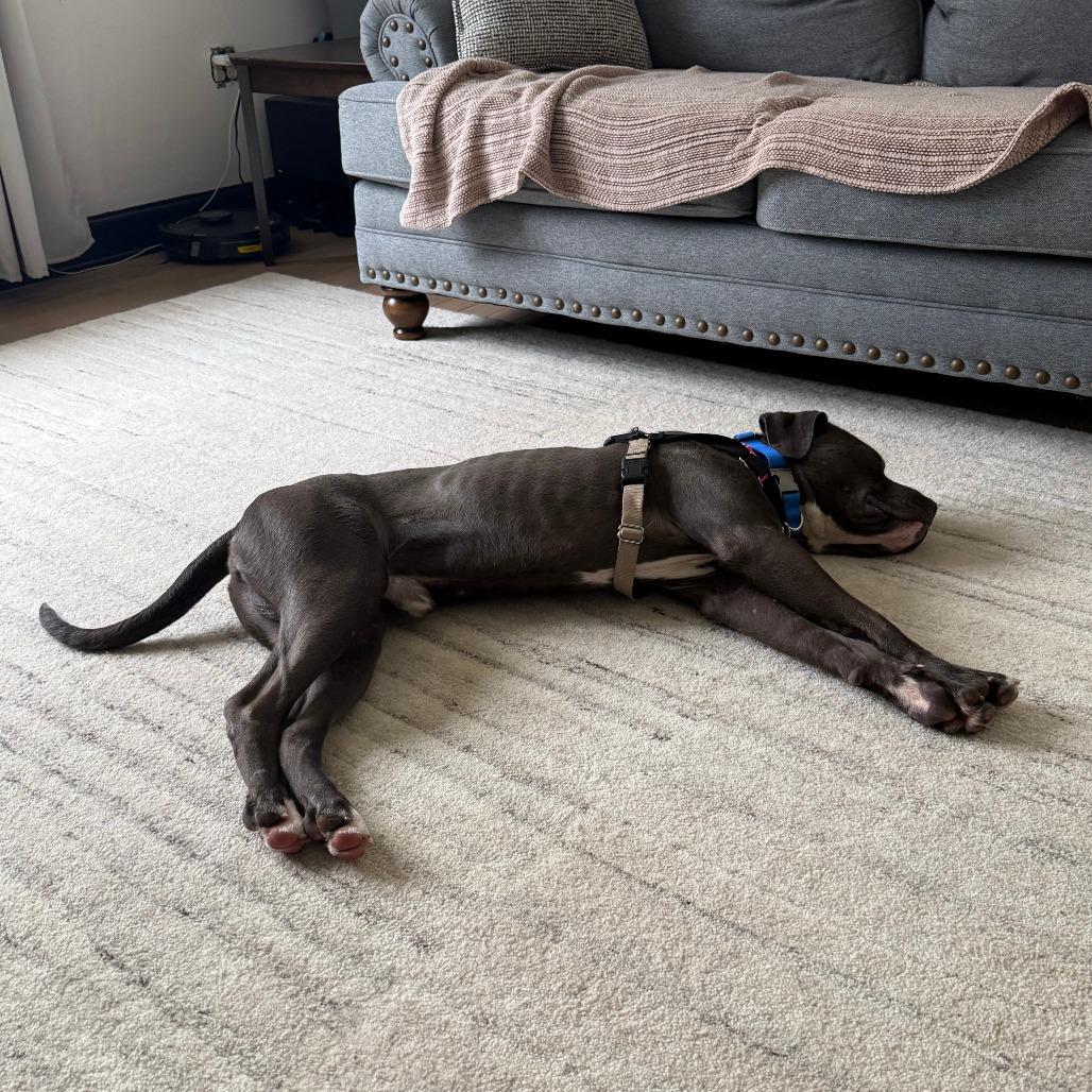 Carlisle, Adoptable, Adult Male Mixed Breed.