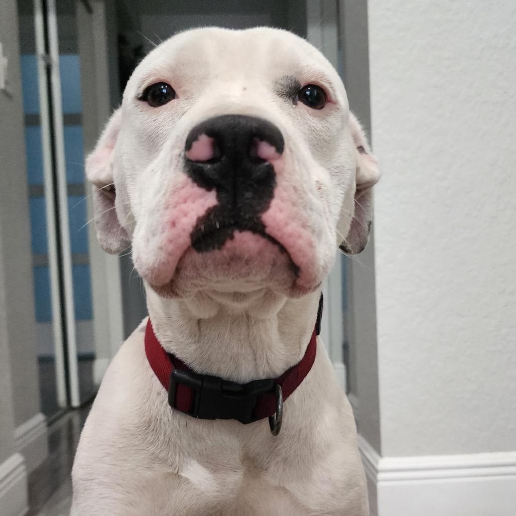 Enlarge Frost, a Adoptable mixed breed in Hobe Sound, FL image 1/3