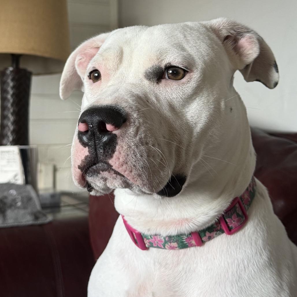 Enlarge Frost, a Adoptable mixed breed in Hobe Sound, FL image 2/3