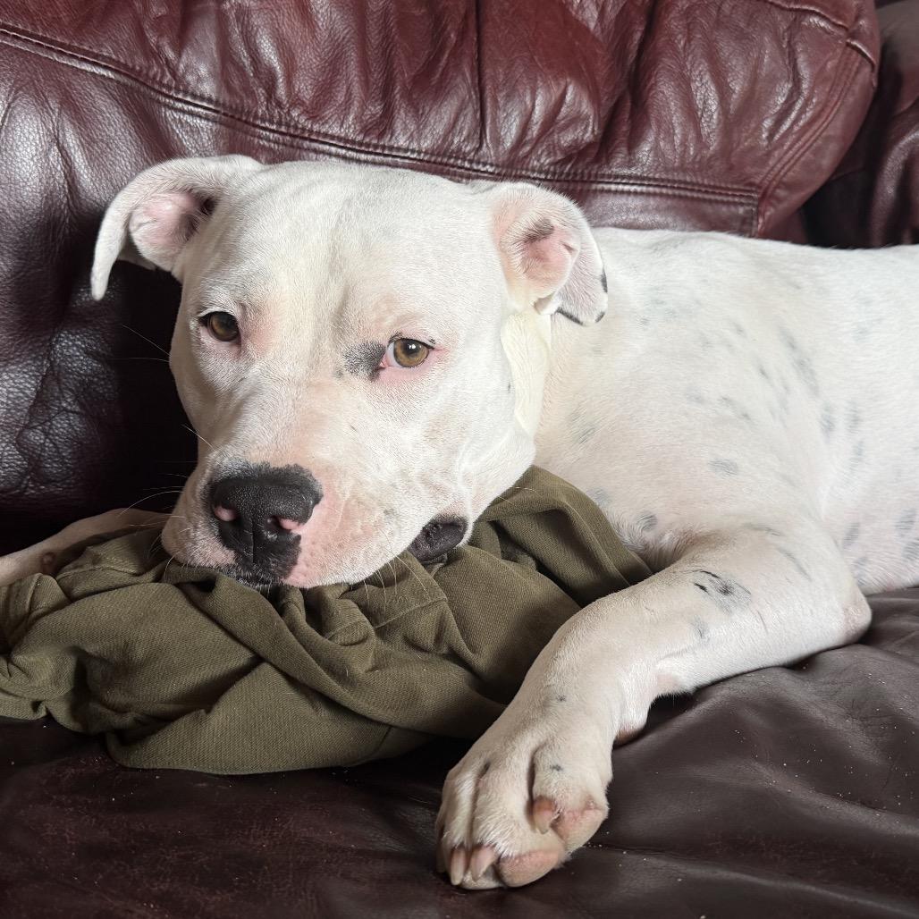 Enlarge Frost, a Adoptable mixed breed in Hobe Sound, FL image 3/3