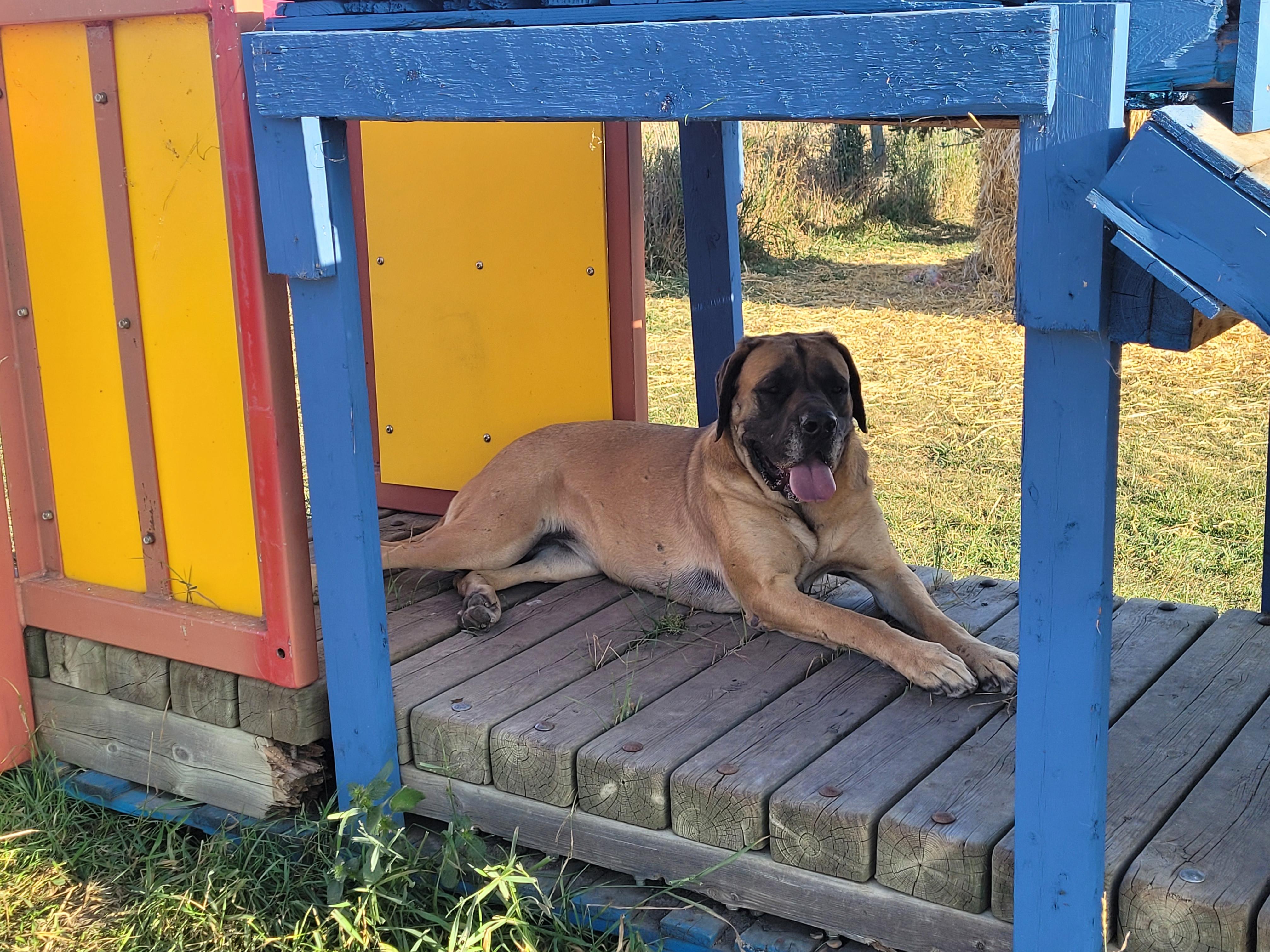 Waffles, an adoptable Mastiff in Lacombe, AB, T4L 1X3 | Photo Image 1