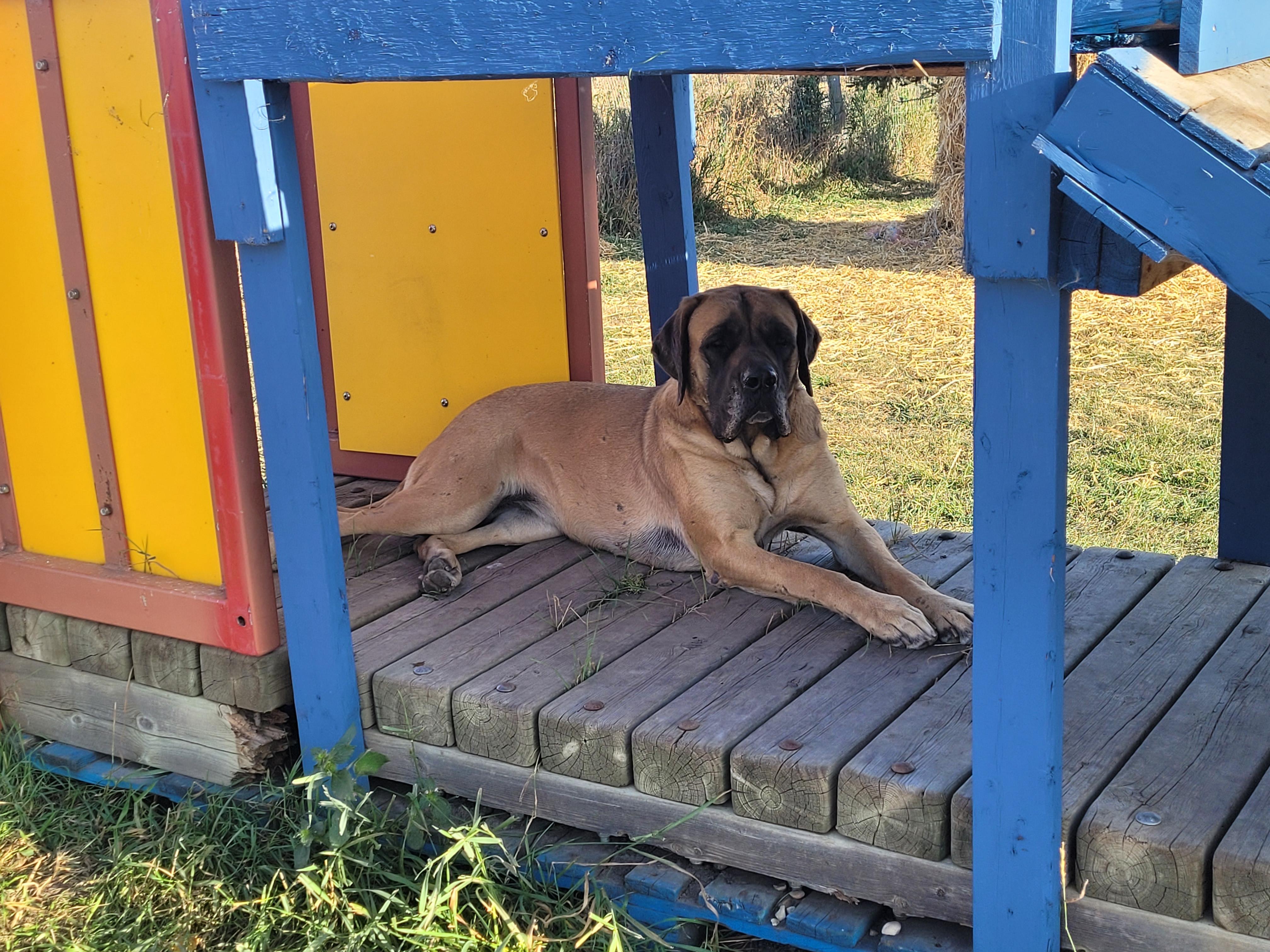 Waffles, an adoptable Mastiff in Lacombe, AB, T4L 1X3 | Photo Image 3