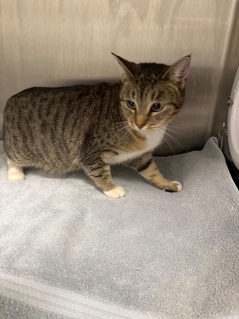 Mrs. Clause, Adoptable, Young Female Domestic Short Hair.