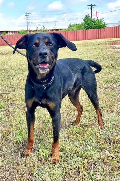 Knox, Adult Male Hound