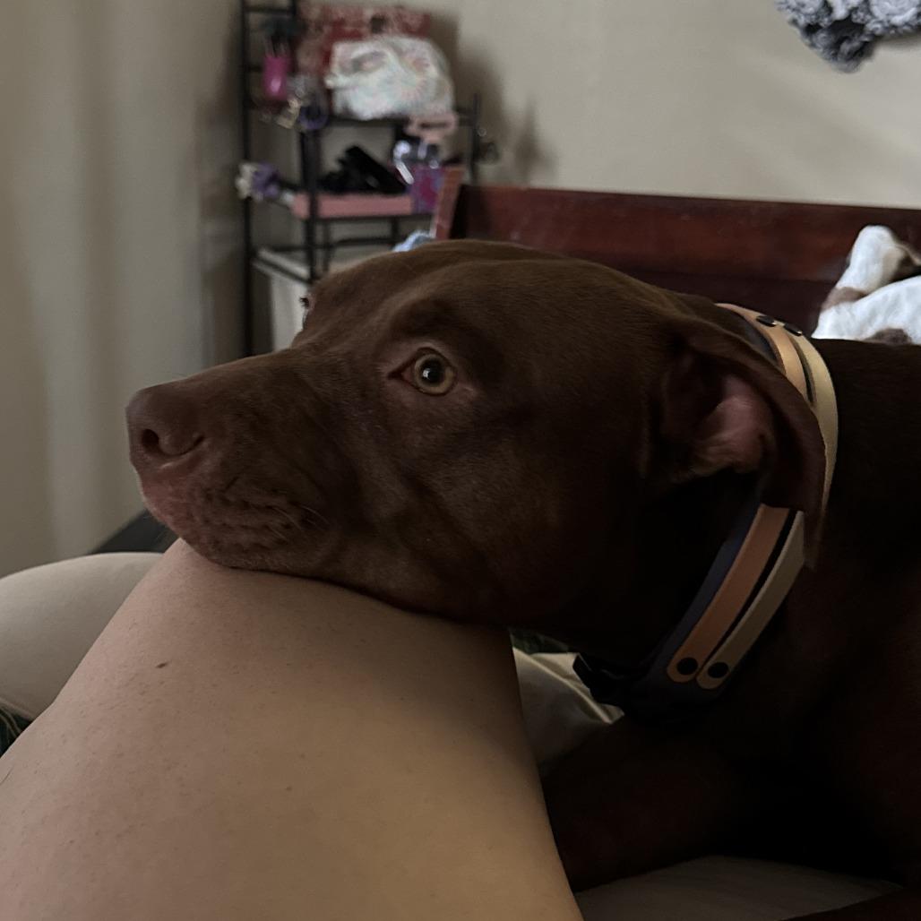 Georgia, Adoptable, Adult Female Pit Bull Terrier.