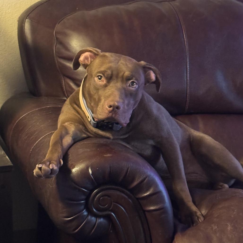 Enlarge Georgia, a Adoptable Pit Bull Terrier in Colorado Springs, CO image 2/5