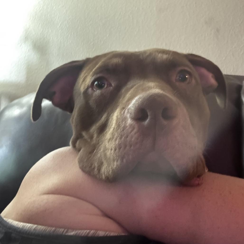 Enlarge Georgia, a Adoptable Pit Bull Terrier in Colorado Springs, CO image 3/5