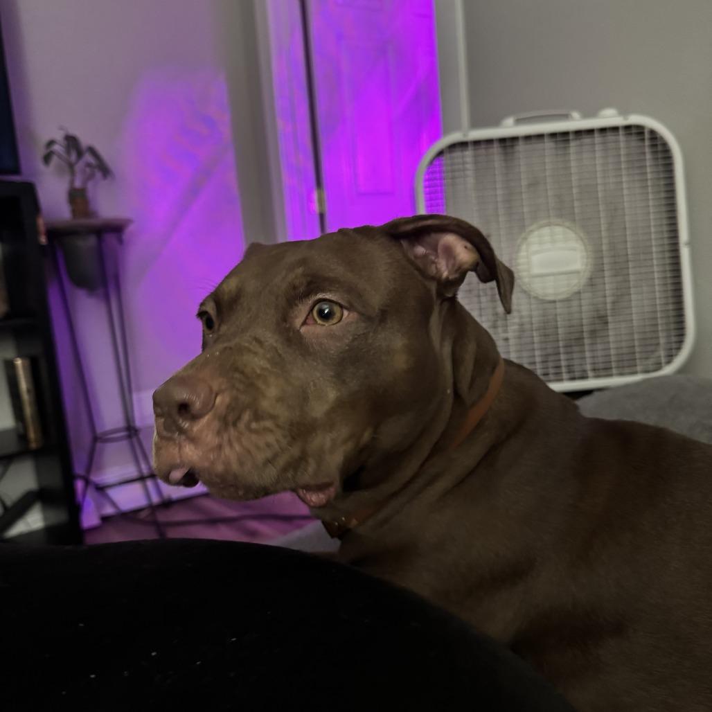 Enlarge Georgia, a Adoptable Pit Bull Terrier in Colorado Springs, CO image 4/5