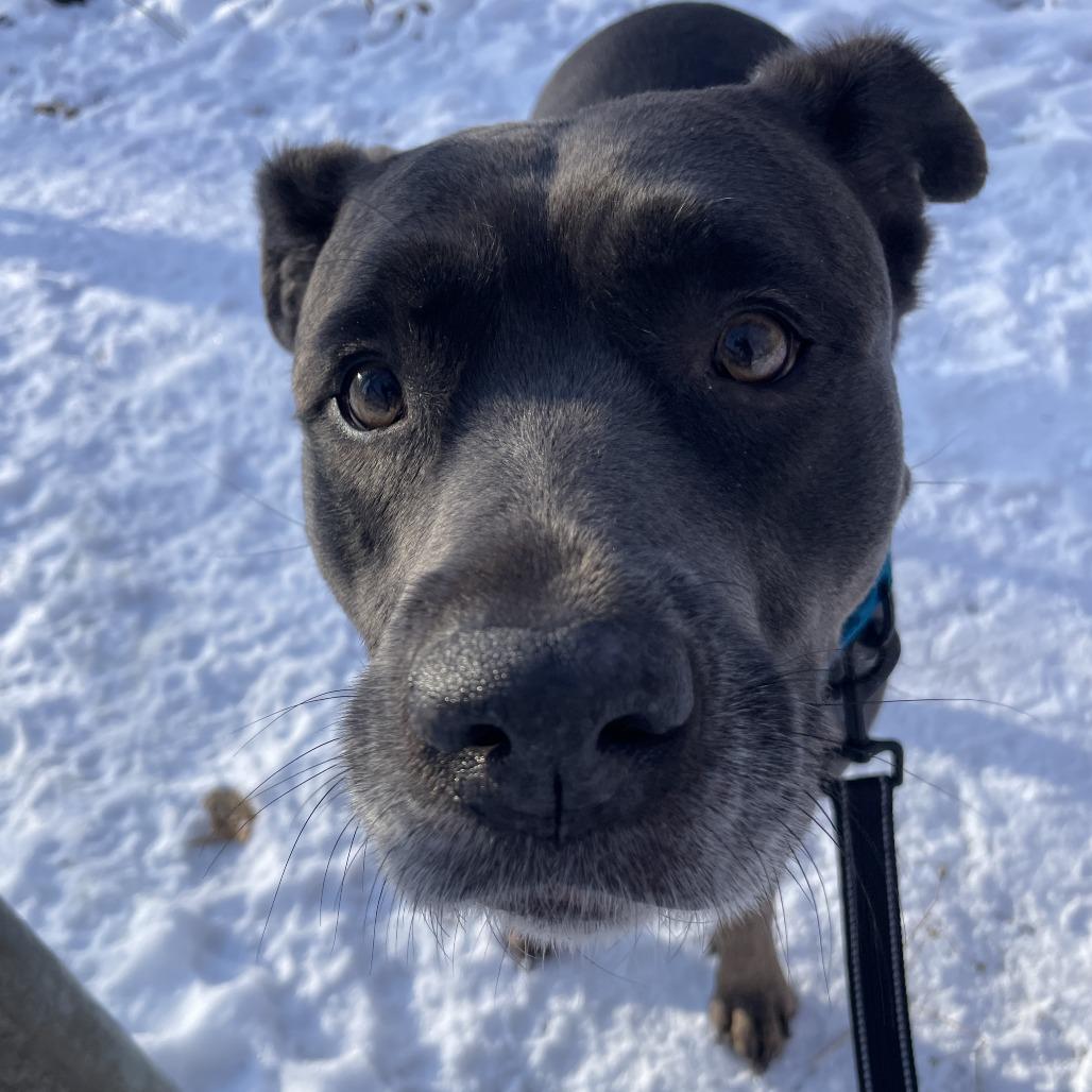 Trixie, Adoptable, Adult Female Pit Bull Terrier & Rottweiler.