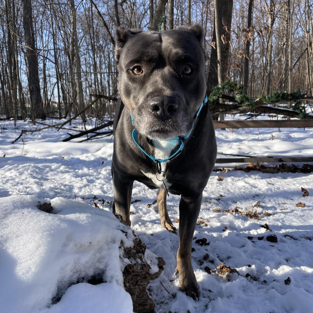 Enlarge Trixie, a Adoptable mixed breed in Fort Wayne, IN image 2/2