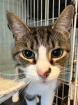 Enlarge Joseph, a ADOPTABLE Domestic Short Hair in Heathsville, VA image 1/1